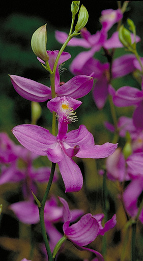 native orchid Calopogon